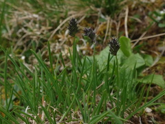 Sesleria ovata