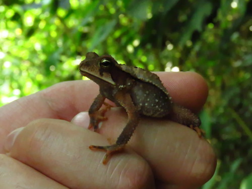 spiculate toad