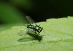Condylostylus comatus
