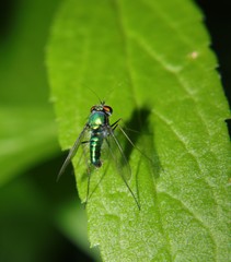 Condylostylus comatus