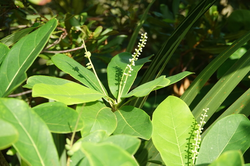 Image of Terminalia muelleri by (c) Claire Herzog, some rights reserved (CC BY)