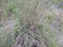 Thinopyrum elongatum