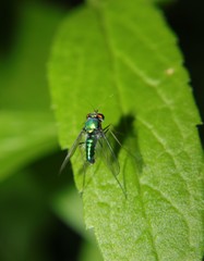 Condylostylus comatus