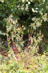 Geranium robertianum
