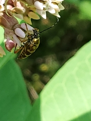 Typocerus velutinus
