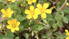 Oxalis corniculata