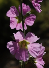 Alcea dissecta