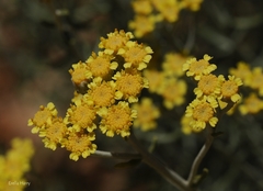 Achillea falcata