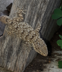 Tarentola mauritanica