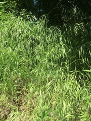 Bromus commutatus