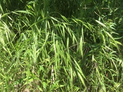 Bromus commutatus