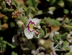 Veronica polifolia