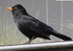 Turdus merula