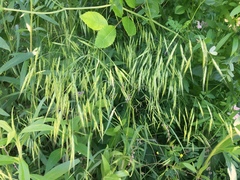 Bromus commutatus