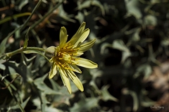 Tragopogon buphthalmoides