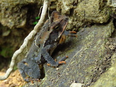 Incilius spiculatus