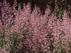 Centranthus longiflorus