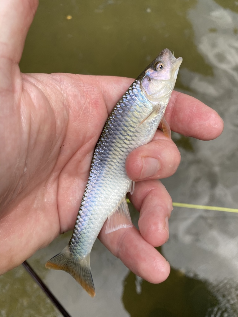 Whitetail Shiner from Cane Creek, Fletcher, NC, US on June 28, 2020 at