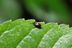 Mordellaria undulata