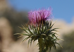 Onopordum floccosum