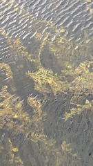 Elodea canadensis