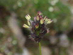 Sesleria ovata