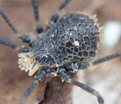 Dendrolasma mirabile