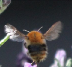 Bombus pascuorum