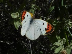 Colotis guenei