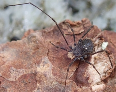 Dendrolasma mirabile