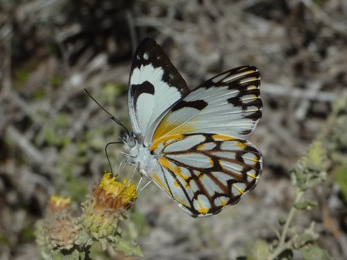 Belenois grandidieri