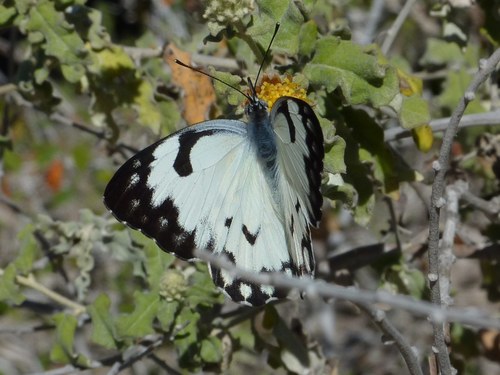 Belenois grandidieri