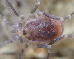 Dendrolasma mirabile