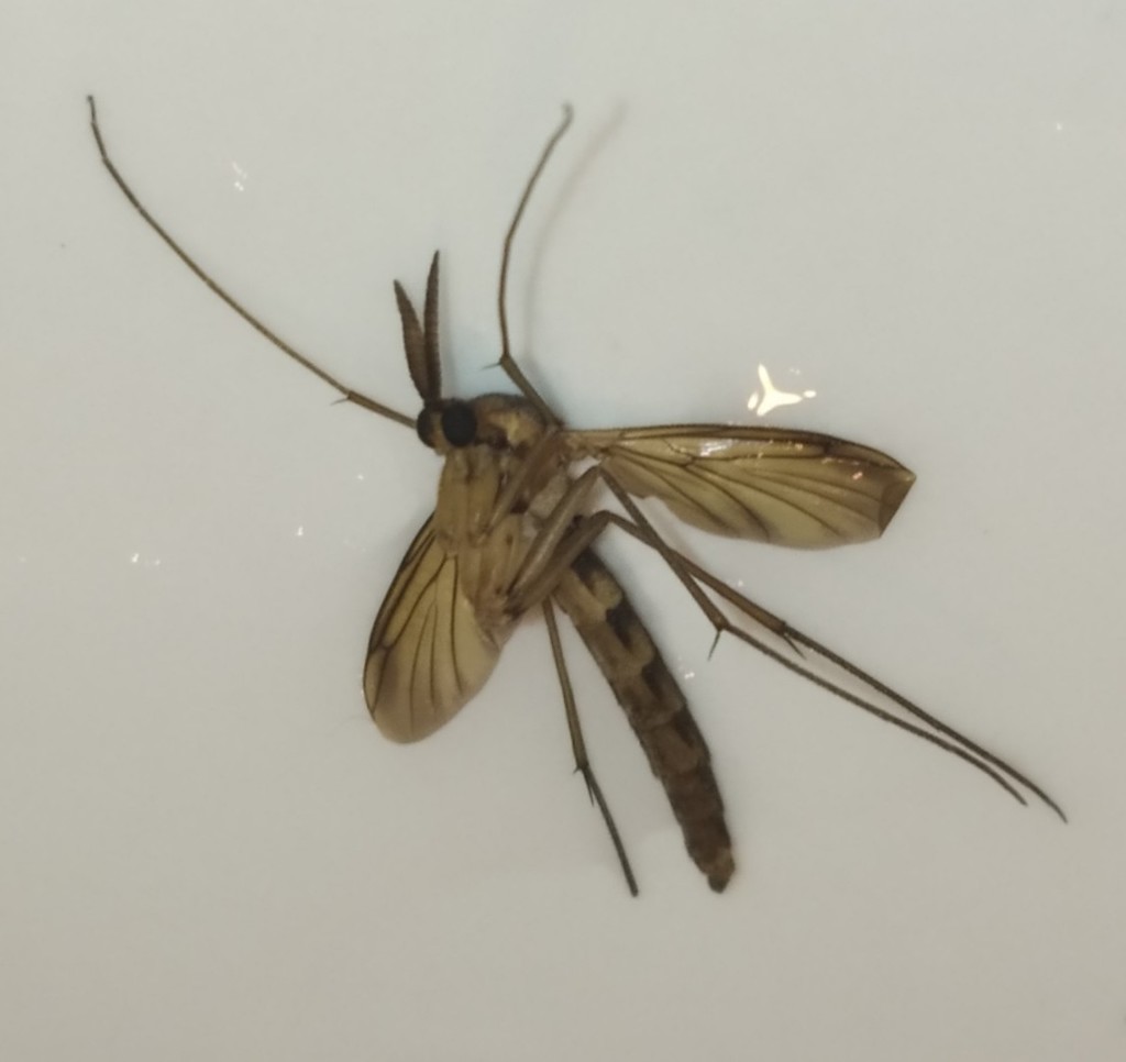 Keroplatus reaumurii