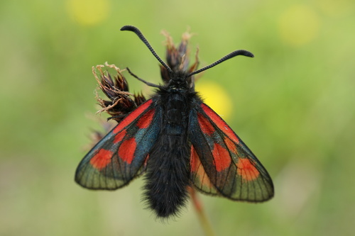 Mountain Burnet