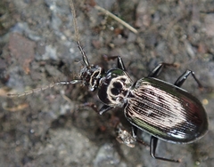 Loricera