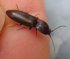 Acteniceromorphus umbricolus