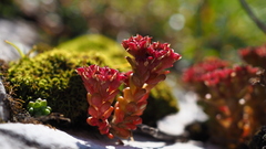 Sedum atratum