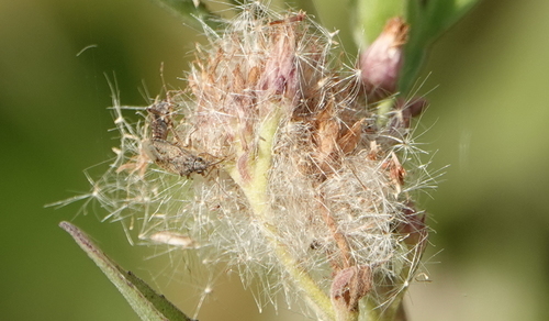 Neortholomus koreshanus