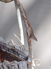 Anolis sagrei
