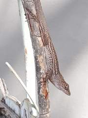 Anolis sagrei