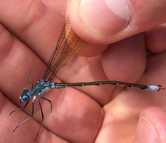 Lestes eurinus