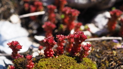 Sedum atratum