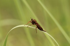Asilus sericeus