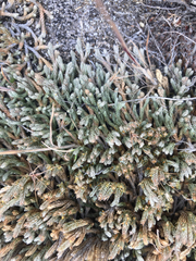 Selaginella wallacei