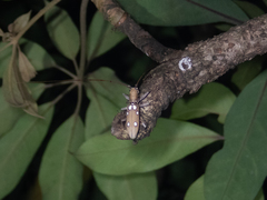Olenecamptus bilobus