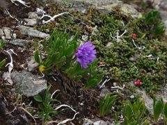 Primula glutinosa