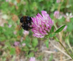 Bombus subterraneus