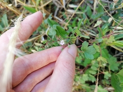 Geranium rotundifolium