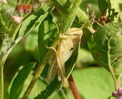 Schistocerca serialis cubense